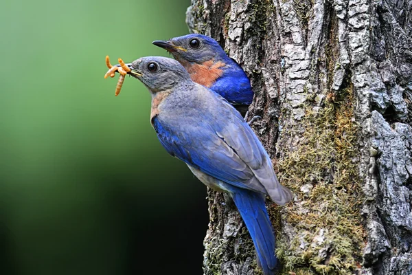Восточные синие птицы — стоковое фото