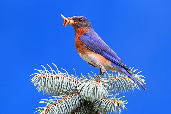 Pássaro-azul oriental — Fotografia de Stock