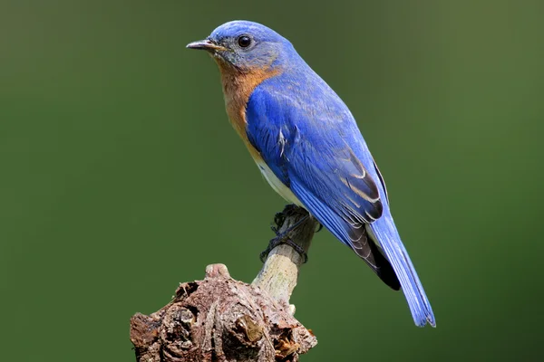 Bluebird On A Stump — Stock Photo, Image
