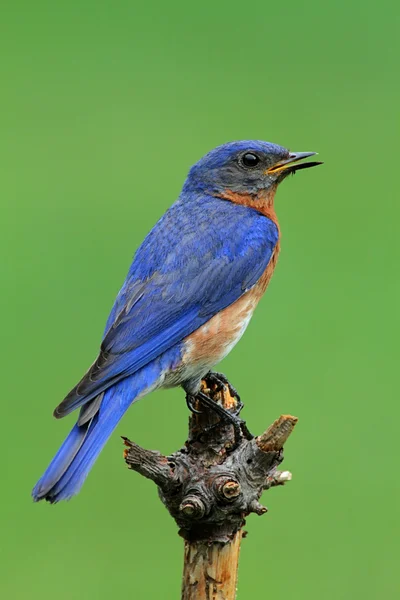 Bluebird oriental — Foto de Stock