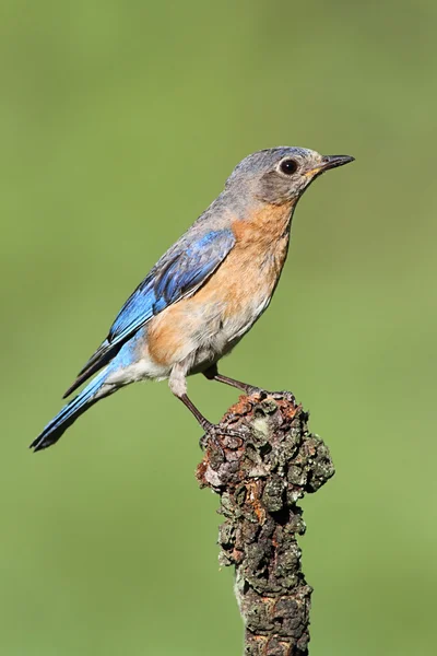 Bluebird oriental —  Fotos de Stock