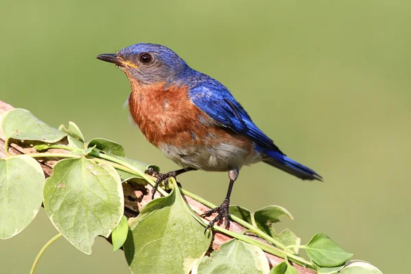 Mężczyzna wschodniej bluebird — Zdjęcie stockowe