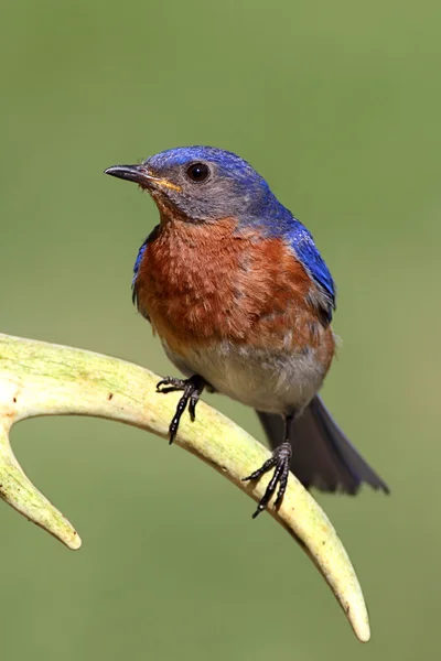 Wschodniej bluebird — Zdjęcie stockowe