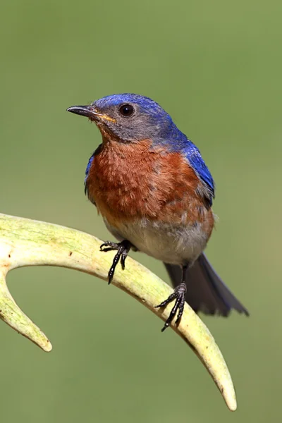 Bluebird oriental — Foto de Stock