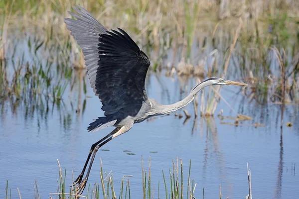 Grande Garça Azul (ardea herodias) — Fotografia de Stock