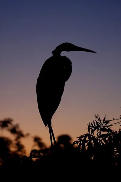 Great Egret Silhouette — Stock Photo, Image