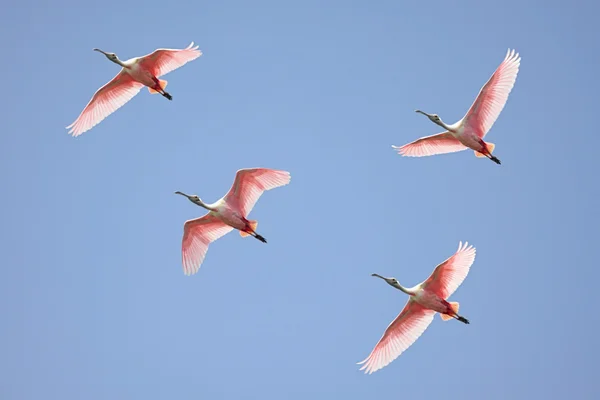 Colheres de rosa no voo — Fotografia de Stock