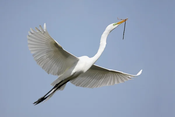 Grande Egret (ardea alba) — Foto Stock