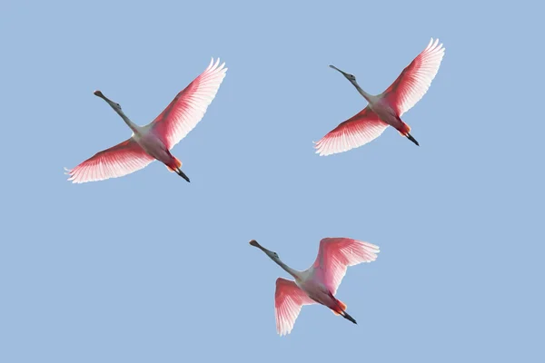 Roseate Spoonbills в польоті — стокове фото