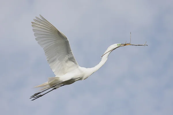 Stora Egret (ardea alba)) — Stockfoto