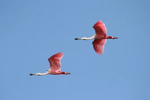 Las espátulas rosadas en vuelo — Foto de Stock
