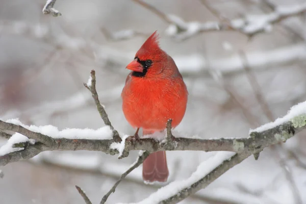 Cardinal In Snow — Stock Photo, Image
