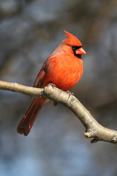 Kardinal på en gren — Stockfoto