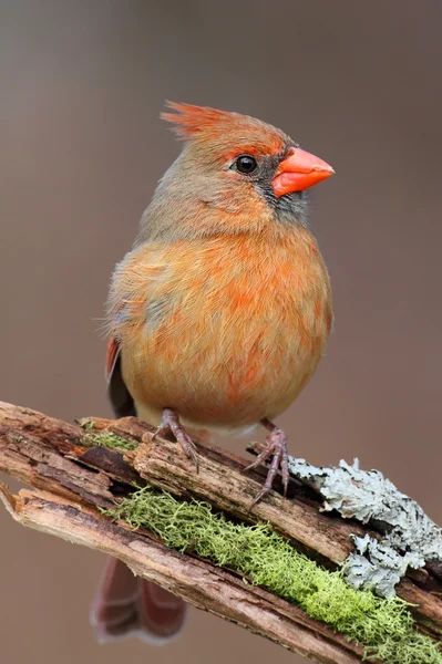 Cardinal sur une branche — Photo