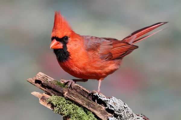 Cardinal sur une souche — Photo