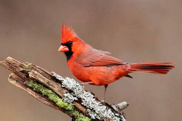 Kardinal auf einem Baumstumpf — Stockfoto
