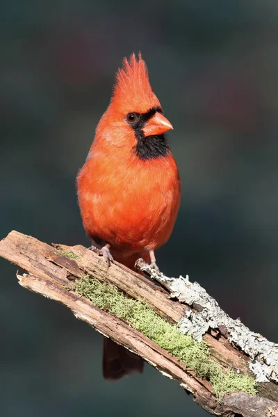 Cardinal On A Branch — Stock Photo, Image