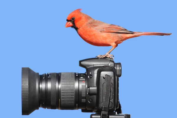 Cardeal em uma câmera — Fotografia de Stock