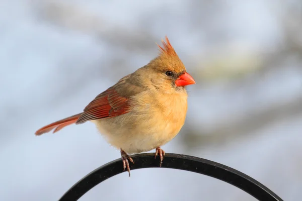 Cardinal On A Perch — Stock Photo, Image