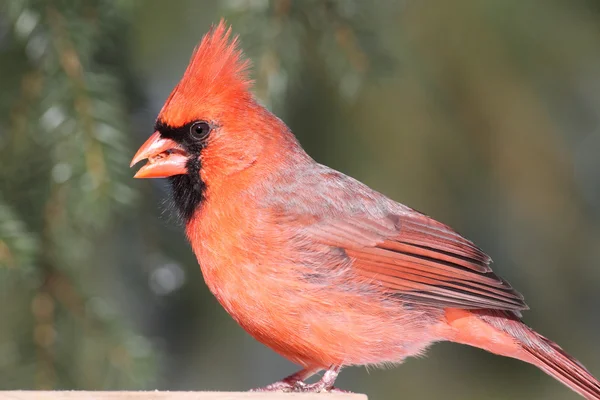 Hombre cardenal en un alimentador — Foto de Stock