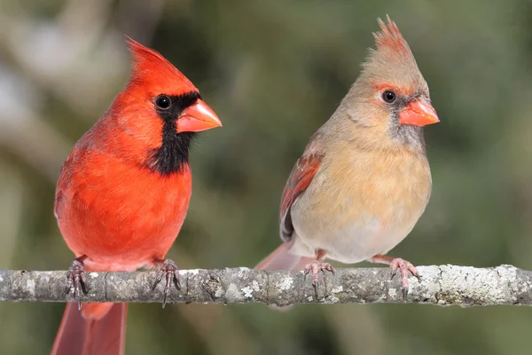 Пара северных кардиналов — стоковое фото