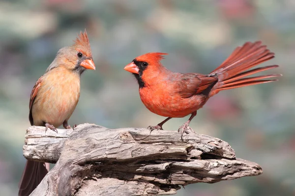 Paar van noordelijke kardinalen — Stockfoto