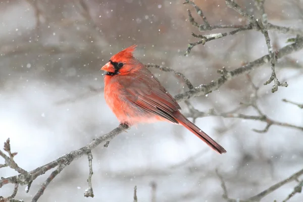 Kardinal im Schnee — Stockfoto