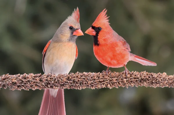 Kuzey cardinals çifti