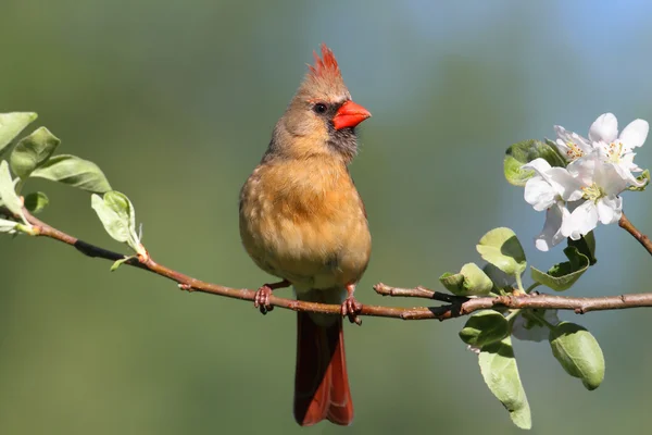 Female Northern Cardinalis) — стокове фото
