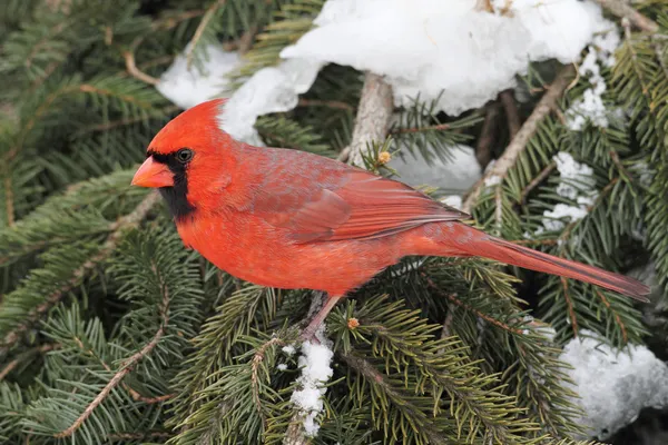Cardinal dans la neige — Photo