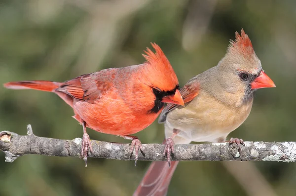 Kuzey cardinals çifti — Stok fotoğraf