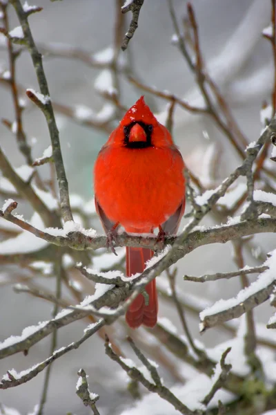 Cardenal en nieve — Foto de Stock