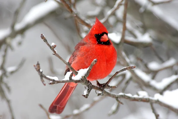 Kardinaal in sneeuw — Stockfoto
