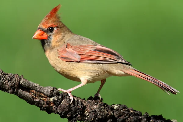 Kvinnliga kardinal på en gren — Stockfoto