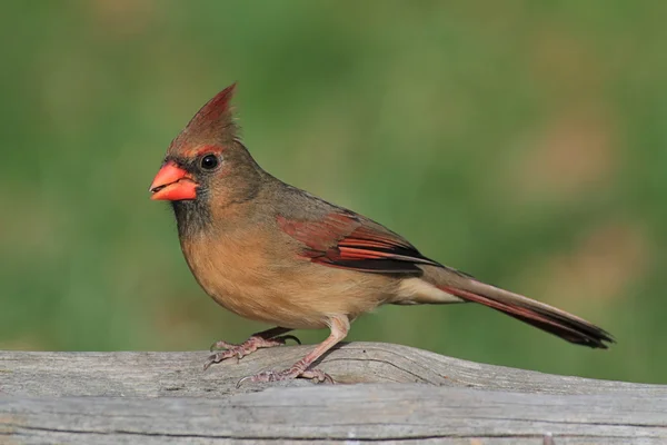 Cardinal femelle sur une branche — Photo