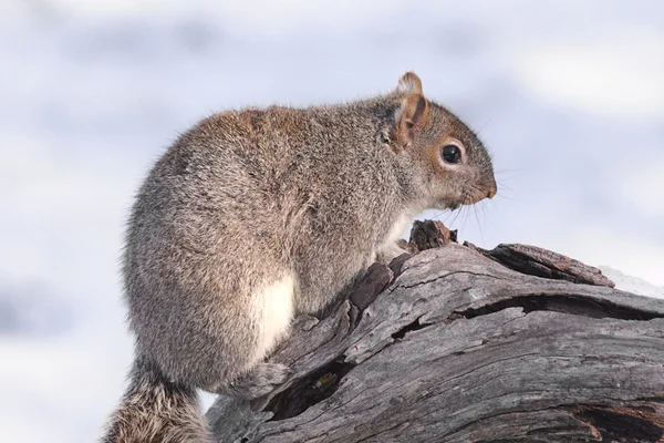 Wiewiórka szara w zimie — Zdjęcie stockowe