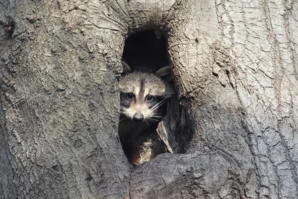 Raccoon Baby w drzewo — Zdjęcie stockowe