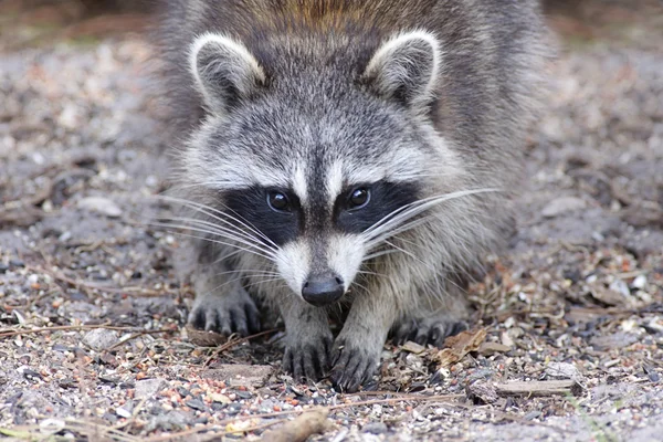 Curious Raccoon — Stock Photo, Image