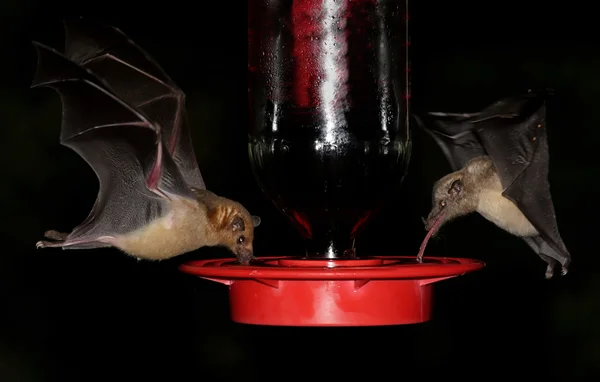 stock image Bats At A Feeder
