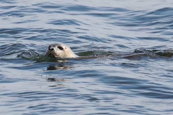 Тюлень звичайний в Атлантичному океані — стокове фото