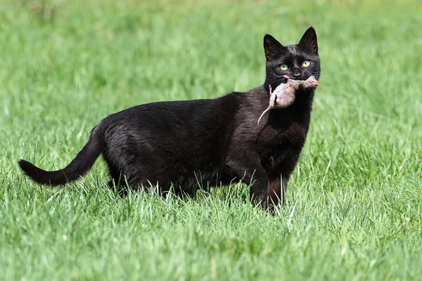 stock image Cat and Mouse