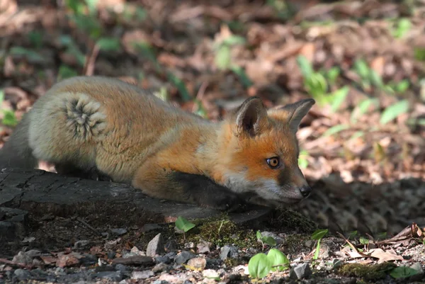 Red fox zestaw — Zdjęcie stockowe