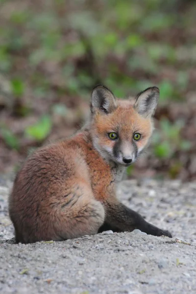Kit de raposa vermelha — Fotografia de Stock