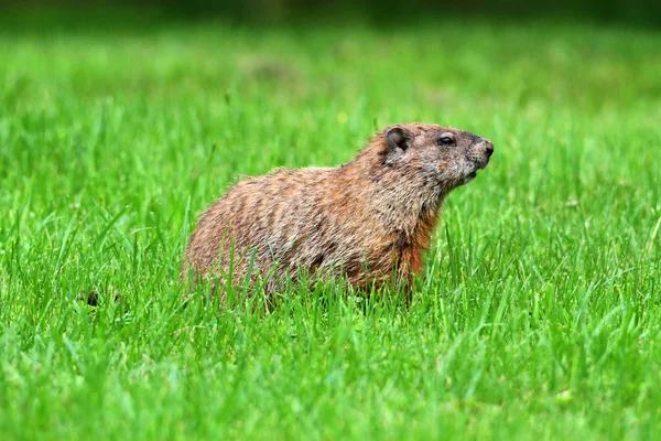 Groundhog (Marmota monax) — Φωτογραφία Αρχείου