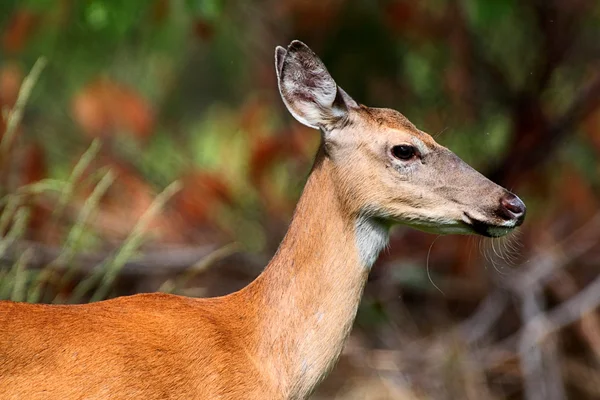 白尾鹿母鹿 — 图库照片