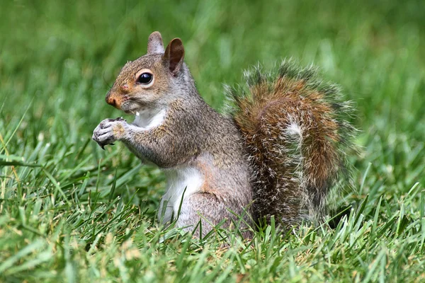 Wiewiórka szara w trawie — Zdjęcie stockowe