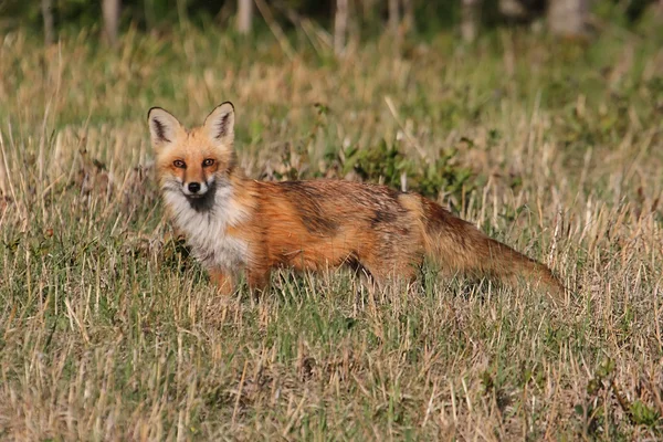 Red Fox — Stock Photo, Image