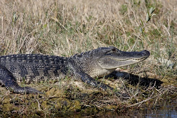 美洲鳄鱼（alligator mississippiensis）) — 图库照片