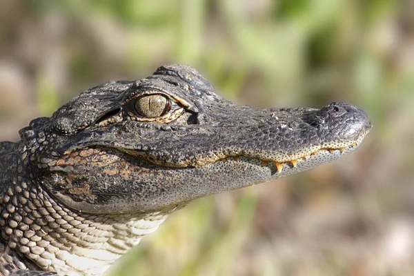 美洲鳄鱼（alligator mississippiensis）) — 图库照片