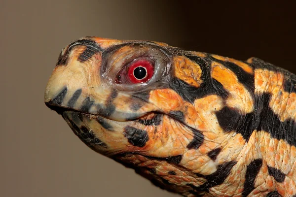 Eastern Box Turtle (Terrapene carolina) — Stok Foto